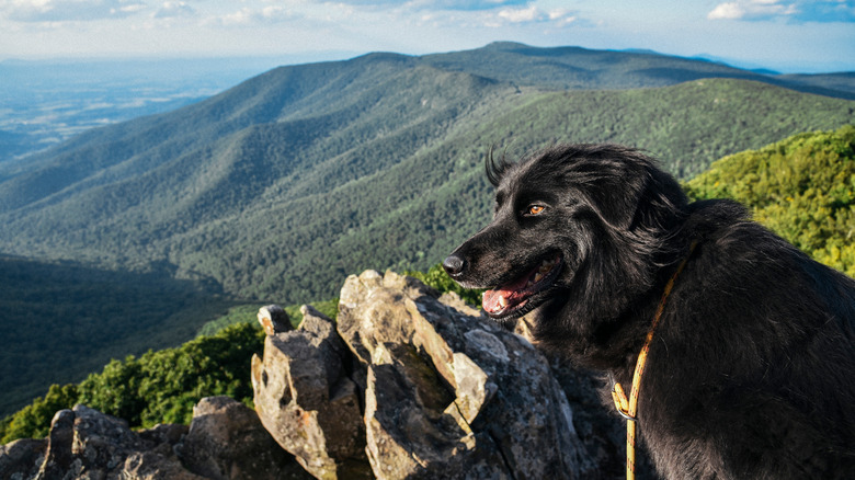 A black dog at an overlook at Shenandoah National Park