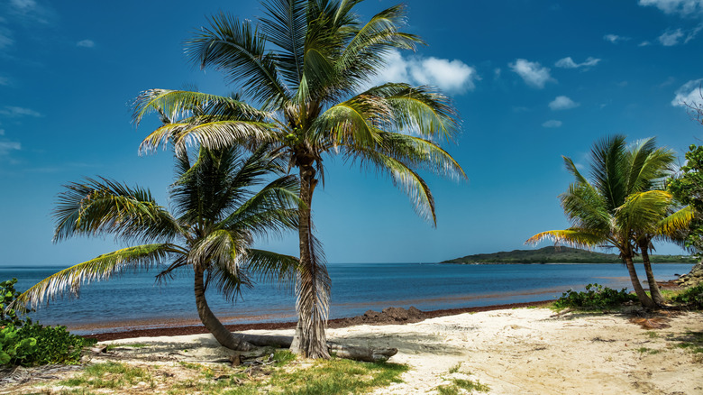 A beach with palm trees on St. Croix, U.S. Virgin Islands