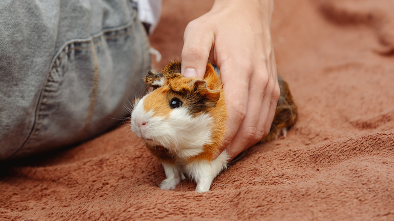 Guinea pig being held by human hand