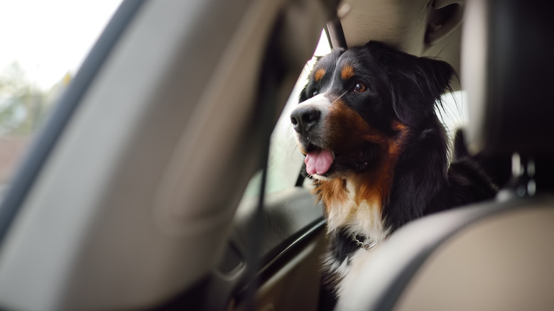 Dog in car looking out the closed window