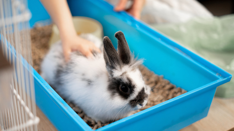 Someone petting a rabbit sitting in a litter box