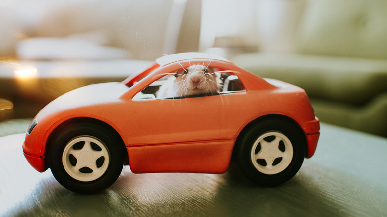 Hamster inside a toy car