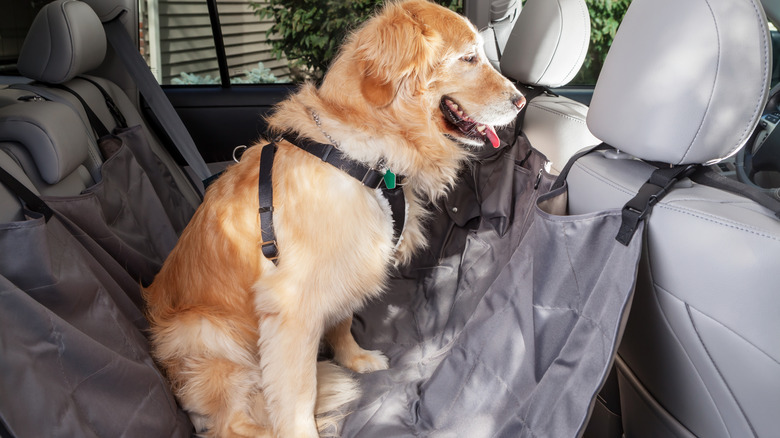 Dog in back seat of car with harness and hammock attached