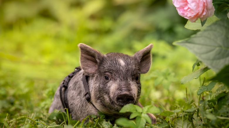 Small piglet with harness sitting in grassy area next to flower