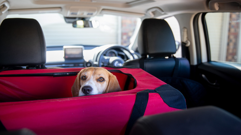 Dog poking head out of carrier in backseat of car