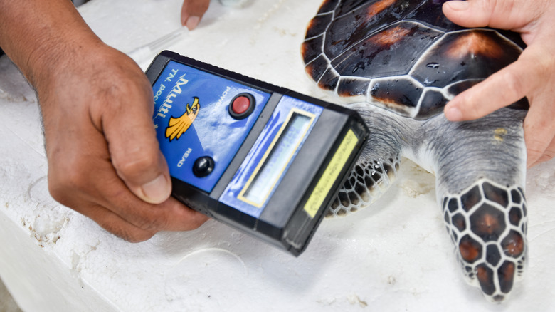 Vet scanning a turtle