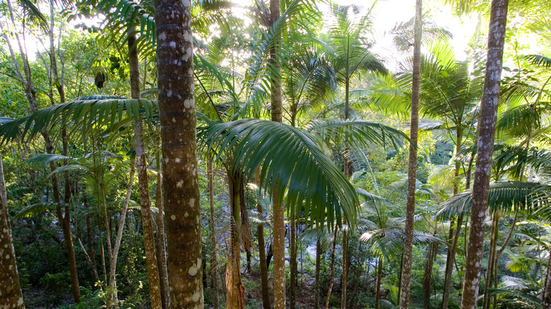 The Daintree Forest
