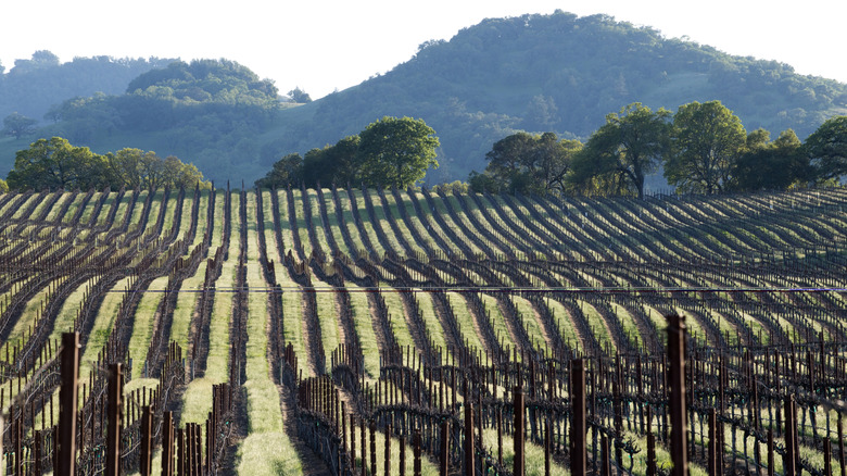 The Alexander Valley vineyards on a nice day