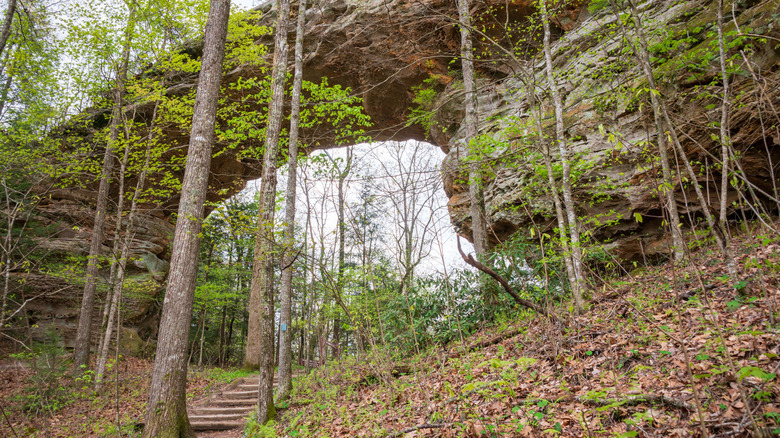 Steps leading to Twin Arches in Tennessee.