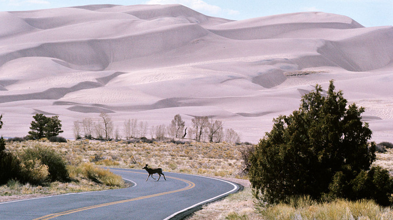 Deer crossing the road near great sand dunes national park