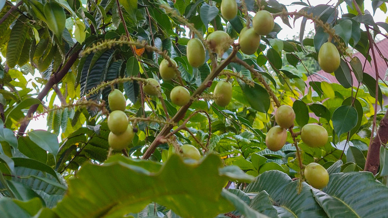 Fiji fruit tree
