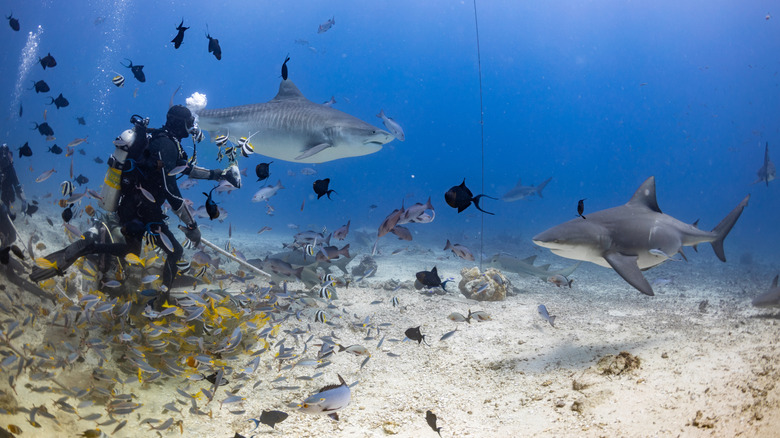 Shark diving in Beqa Ilsland