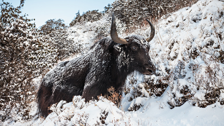 wild animal on Mt Everest