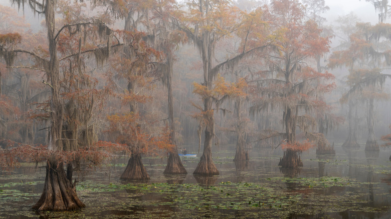 Early morning mists over the waters of Caddo Lake State Park, with massive cypress trees