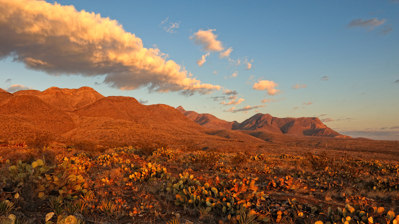 Southern Rocky Mountains in El Paso foregrounded by cacti