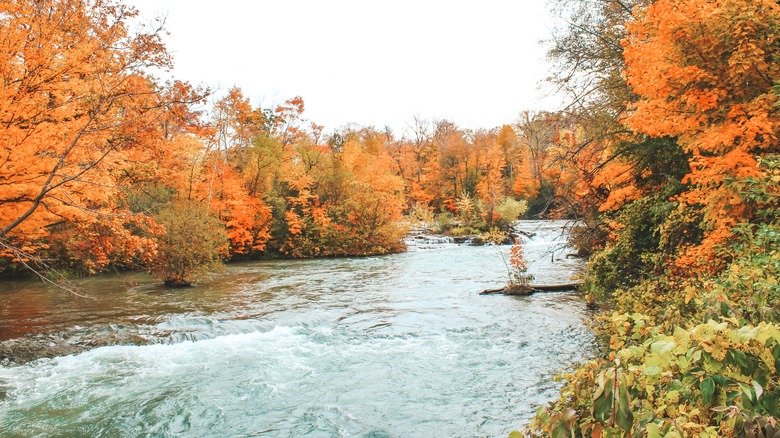 Orange and brown trees line a river in Niagara, NY