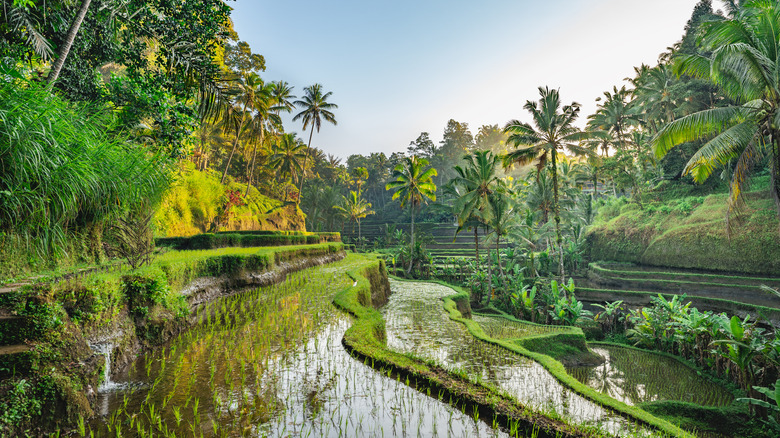 rice terrace in Bali