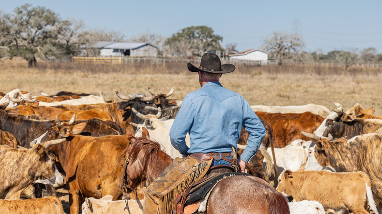 A cowboy driving cattle on a Texas ranch.