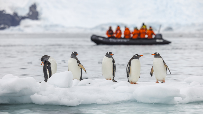 A group of penguins in the foreground on the ice with a boat full of people blurred in the background