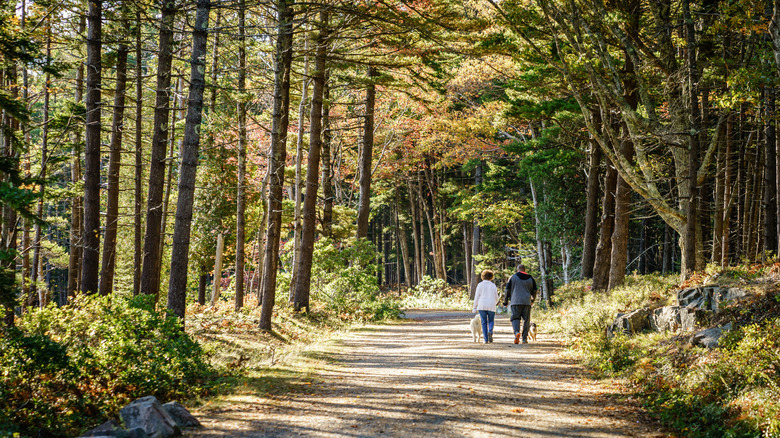A couple walks two dogs along a carriage road in the woods