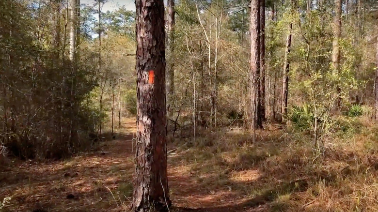 Alaqua Trail in Florida Panhandle
