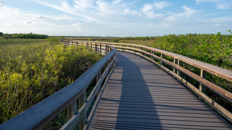 Anhinga Trail in South Florida