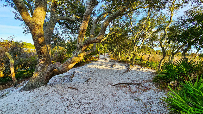 Gator Lake Trail, Florida