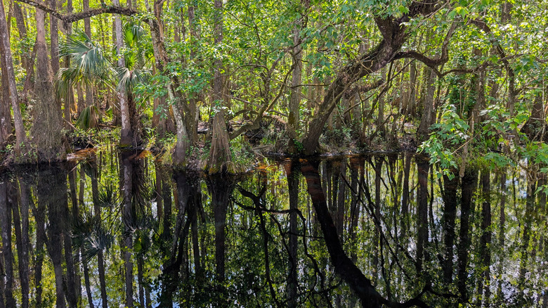 Highlands Hammock State Park forest