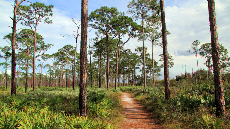 Kitching Creek Nature Trail, Florida
