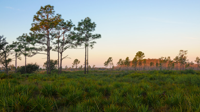 Three Lakes Wildlife Management Area