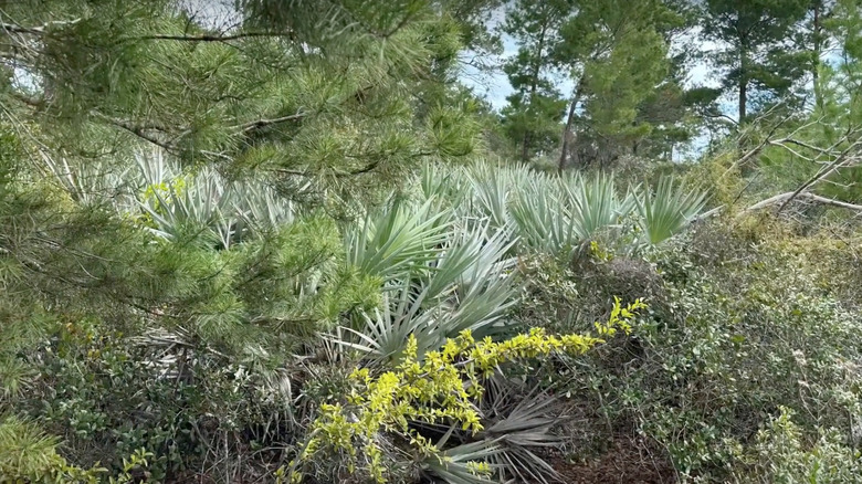Seabranch Preserve State Park plants