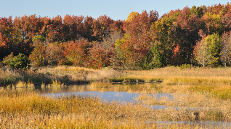 Smyrna's swampy lakes surrounded by the autumn foliage