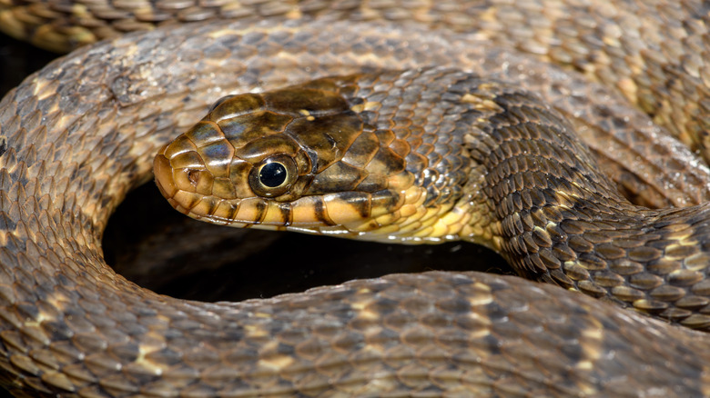 Portrait of a plain-bellied watersnake