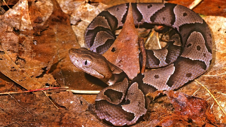 The Eastern copperhead snake coiled among leaves