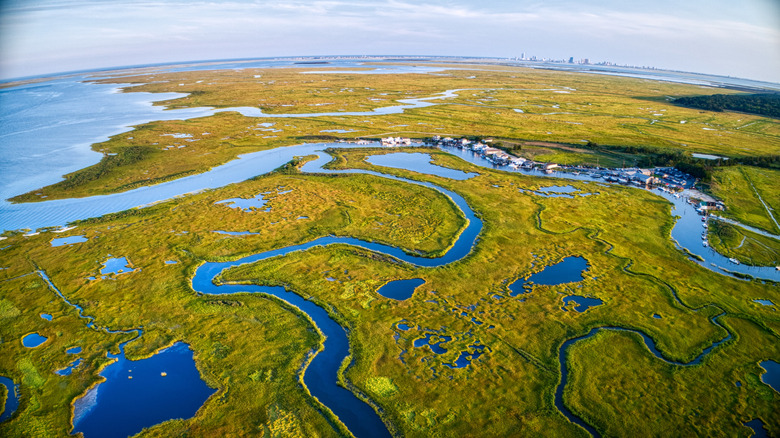 Wetland in the Mullica River valley