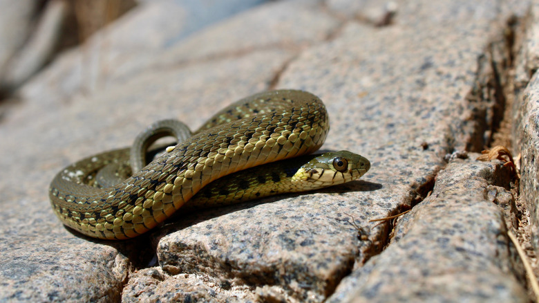 Two-striped garter snake on rock