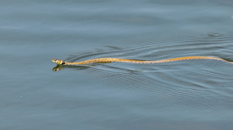 Rattlesnake swimming through water