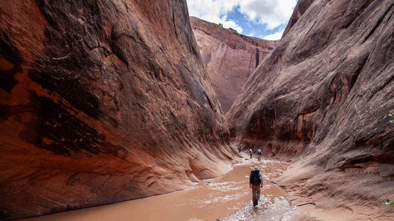 Halls Creek Narrows, Utah