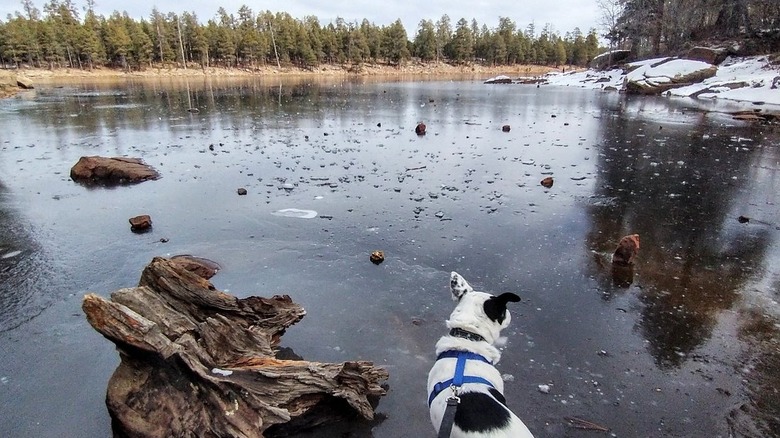 A dog looks over Woods Canyon Lake, Arizona