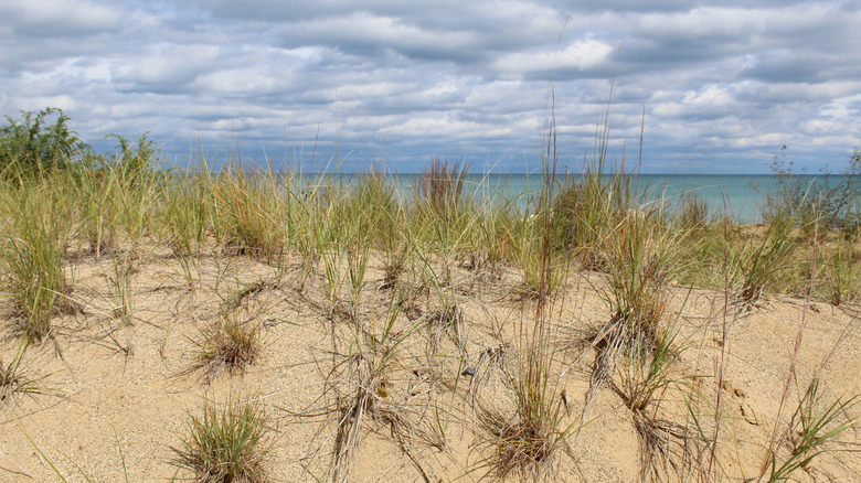 Marram grass on a sand dune with clouds at Lake Michigan at Fort Sheridan Forest Preserve in Highland Park, Illinois
