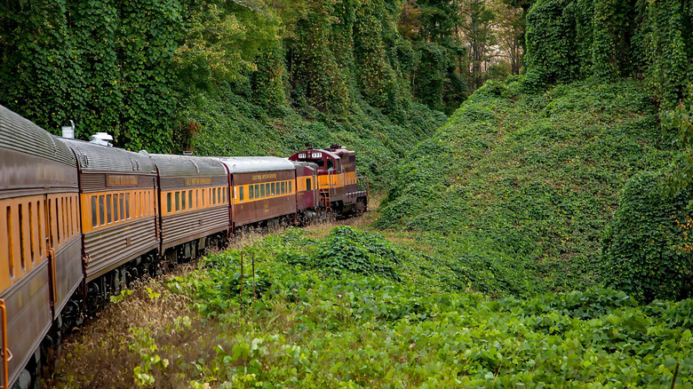 A Great Smoky Mountain Railroad train passing through a vine-covered forest
