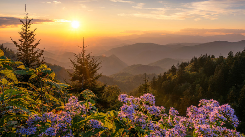 A Great Smoky Mountain overlook at golden hour, with mist covering the distant ridges