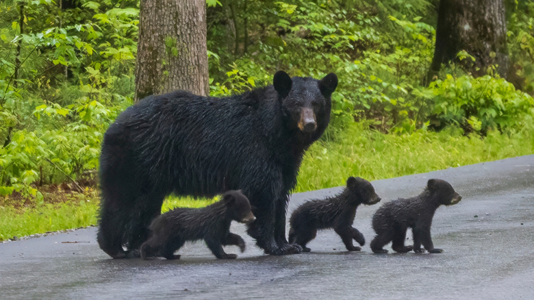 A mother black bear crossing a street with her three cubs