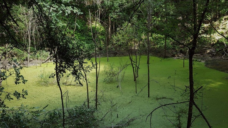 Boggy section of Devil's Millhopper