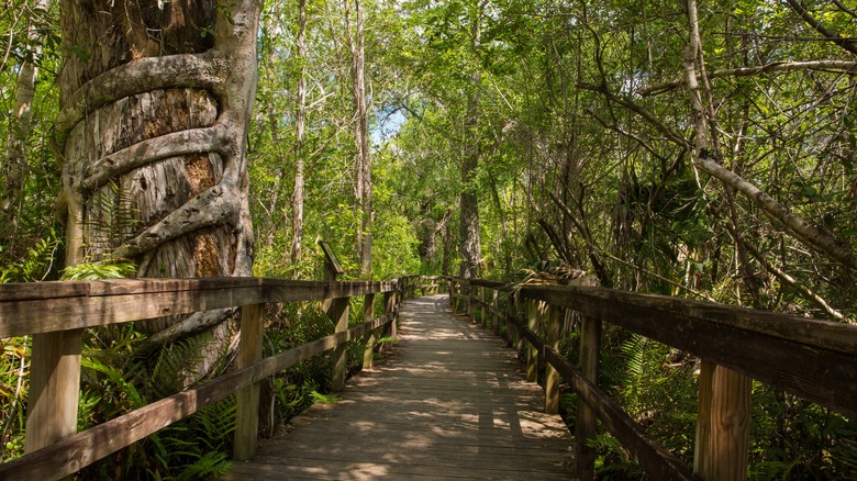 Big Cypress Bend Boardwalk