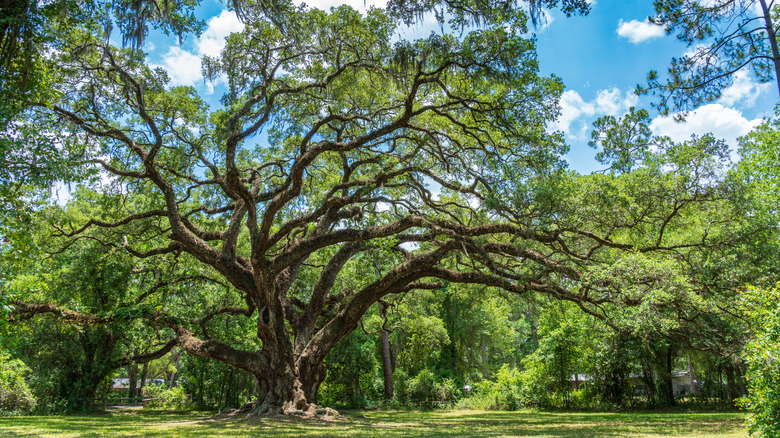 Dade Battlefield Historic State Park