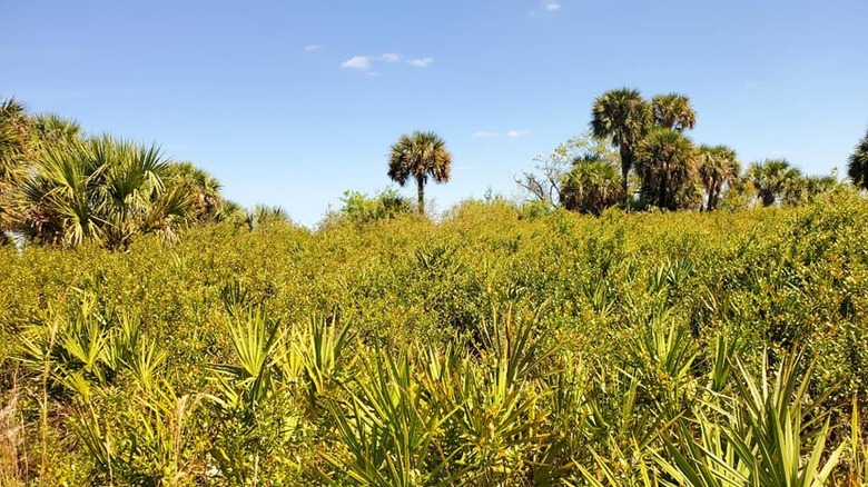 Kissimmee Prairie Preserve State Park