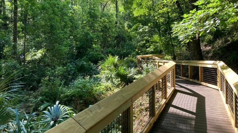 A wooden boardwalk in sun