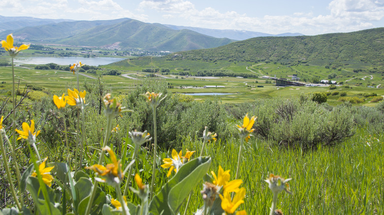 Wildflowers blooming in Heber Valley, Utah, with Deer Creek Reservoir in the background