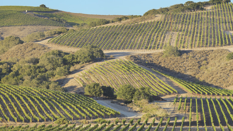 Vineyard in Santa Barbara County 